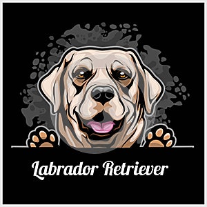 Color dog head, Labrador Retriever breed on black background