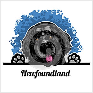 Color dog head, Newfoundland breed on white background