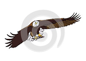 Eagle Vector color photo