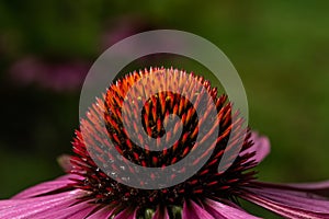 color echinacea close up on green background