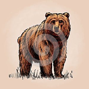 Color engrave isolated grizzly bear photo