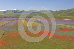 Color explosion in Castelluccio da Norcia