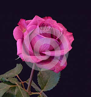 Color fine art still life macro of a single isolated dark pink rose blossom