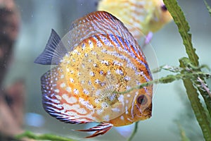 Color fish in aquarium