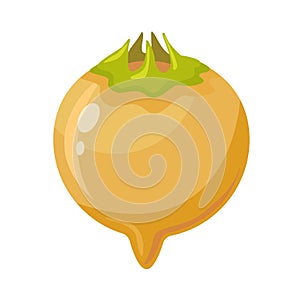 Color flat modern icon of mature ripe mespilus germanica, medlar or common medlar on a white background isolated. Vector