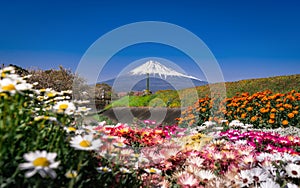 The color of the flowers and the Mount Fuji background