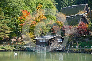 Color-full autumn tree in Hida Folk Village takayama japan.Tourist feed swan in pond.