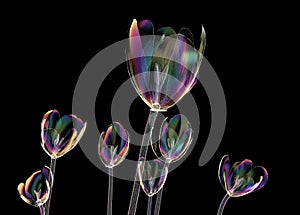 Color glass flower isolated on black , the crocus