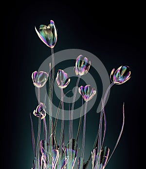 Color glass flower isolated on black , the crocus