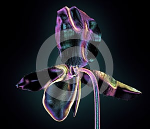 color glass flower isolated , the orchide