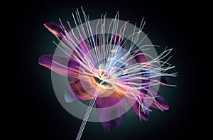 Color glass flower isolated , the passion flower