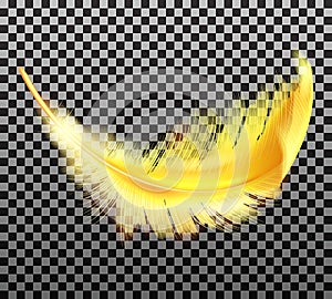 Color golden fluffy feather vector realistic