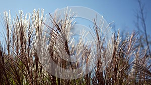 Color Graded Image of Cinematic Cat-Tails Blowing During Daytime Close Up