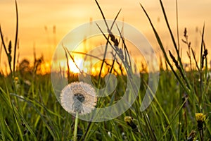Color green spring fresh meadow with orange cloudy sunset in mountains