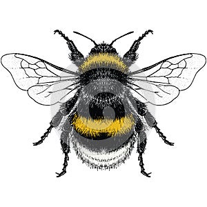 Color illustration of male Buff Tailed Bumble Bee photo