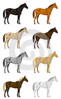 Color horse set