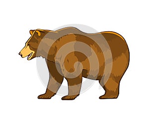 Color illustration of bear Grizzly isolated on white background