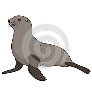 Color illustration with fur seal. Isolated vector object.