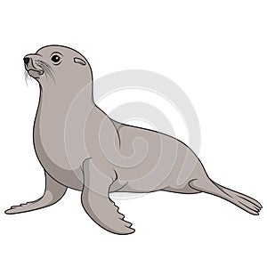 Color illustration with fur seal. Isolated vector object.