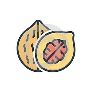 Color illustration icon for Walnut, nut and nutwood
