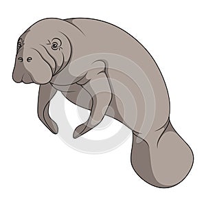 Color illustration with manatee, a sea cow. Isolated vector object.