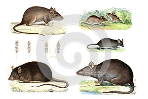 Color illustration of mice and rats.