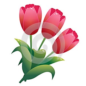 Color image of bunch of red tulips on white background. Flowers. Vector illustration