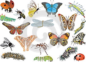 Color insect collection on white