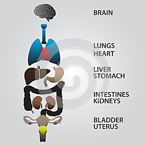 Color internal human body organs