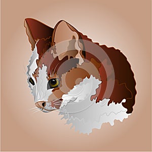 Color kitty head vector