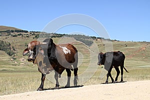Color landscape photo of a Nguni bull walking beside a dirt road near QwaQwa, Eastern Free State, SouthAfrica.