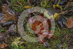 Color leafs on green ground in autumn day