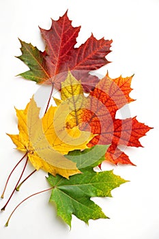 Color leaves abstract shape on white background photo