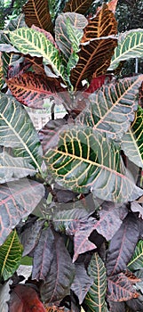 A color leaves plant photo for wall background