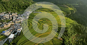 The color and lines of the rice fields in autumn