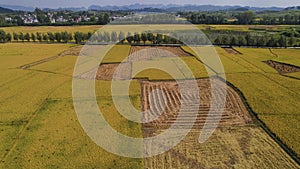 The color and lines of the rice fields in autumn