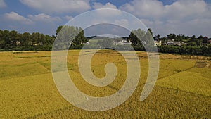 The color and lines of the rice fields in autumn