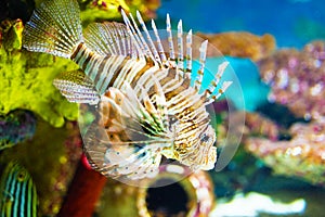 Color lionfish swims behind sea background.