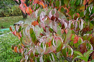 The color of litas and dogwood is red in October. the leaves are bright and frosted in the morning. ornamental shrubs and trees