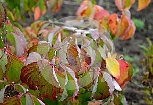 The color of litas and dogwood is red in October. the leaves are bright and frosted in the morning. ornamental shrubs and trees