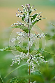 Close up photo of a blooming stinging nettle