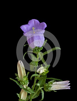Color macro of a single stem of a bellflower  /campanula with one open violet blossom and buds