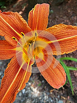 Color macro tiger lilly
