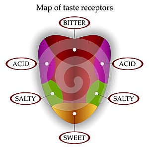 Color map of taste receptors in the tongue, four flavors - sweet, sour, bitter, salty, vector illustration.