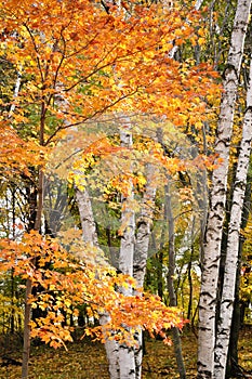 Color Maple Leaves and Birch Trees