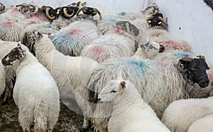 Color marked sheep waiting to be sheared.