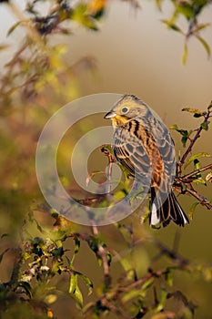 Color matching yellowhammer in bush