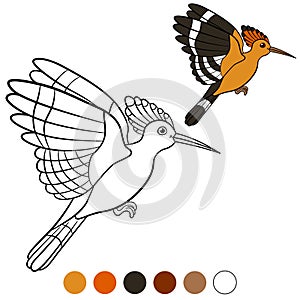 Color me: hoopoe. Cute beautiful hoopoe flies