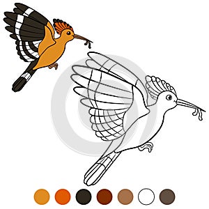 Color me: hoopoe. Mother hoopoe flies