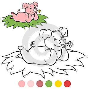Color me: Little cute piglet lies on the grass and smiles. Flower in the mouth